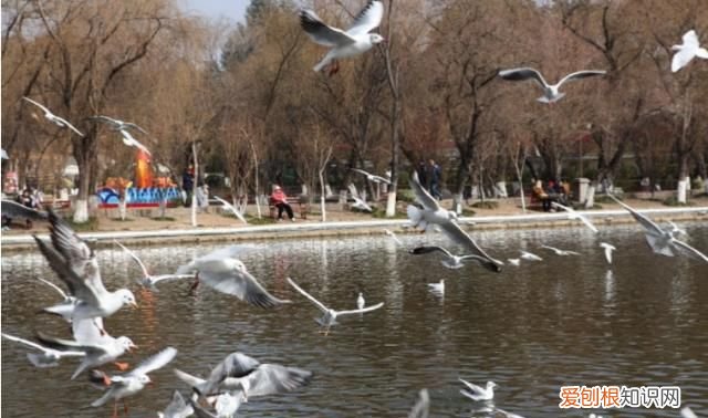 昆明红嘴鸥最佳观赏地 昆明红嘴鸥是不是保护动物