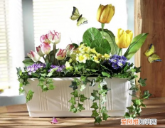 木百合的花语和寓意 木百合花语是什么意思