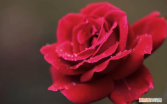 索尔邦粉百合 索帮百合花好种吗