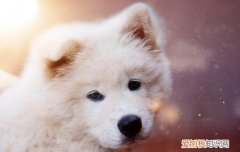 狗子喜欢舔主人什么意思呀 狗子喜欢舔主人什么意思