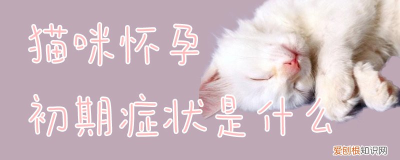 猫咪怀孕初期症状是什么,猫咪，猫咪怀孕初期的症状表现