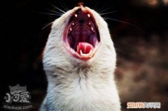 猫咪闹猫症状,猫咪闹猫,猫咪，闹猫的症状