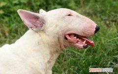 狗狗叫怎么让它安静，不同的情景要用不同的方法，能让狗安静下来的叫声