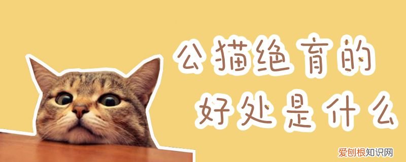 公猫绝育的好处是什么,公猫绝育,猫，公猫绝育的好处是什么?