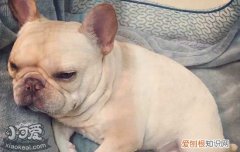 狗狗扑人是表达什么，学会这2招就足够了，狗喜欢扑人怎么纠正