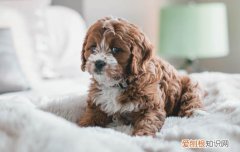 狗狗为什么缺少安全感 狗狗缺少安全感的原因