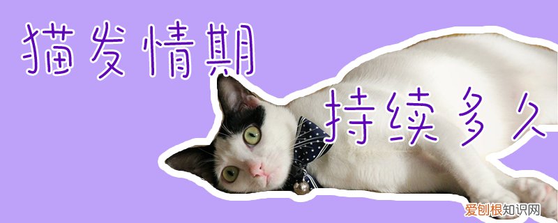 猫发情期持续多久,猫发情,猫，猫发情期持续多久,猫发情,猫发抖