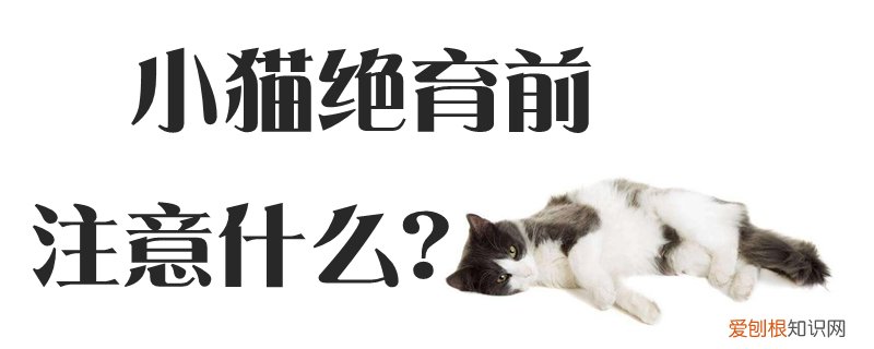 小猫绝育前注意什么,小猫，猫咪绝育前注意事项