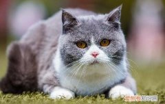 小奶猫几个月可以吃猫粮 小奶猫大概什么时候可以吃猫粮