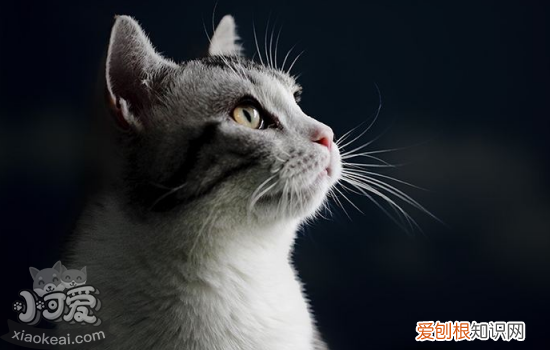 母猫生产后注意事项,母猫生产后注意什么，母猫生产后的注意事项