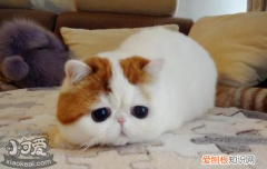 母猫生产后不吃东西怎么办,母猫产后不吃东西怎么回事，母猫产后不吃东西是怎么回事