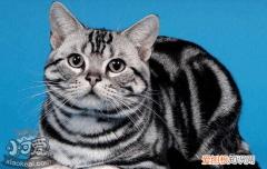 母猫怀孕可以洗澡吗，母猫怀孕可以洗澡吗