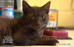 母猫怀孕多久会吐,母猫怀孕多久能看出来,母猫怀孕的症状，母猫怀孕会孕吐吗?