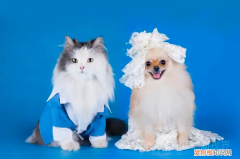 母猫发情期一般是多少天结束 母猫一直叫个不停是怎么回事领养的