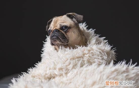 为什么小狗会得细小病毒 狗狗为什么会得细小病毒