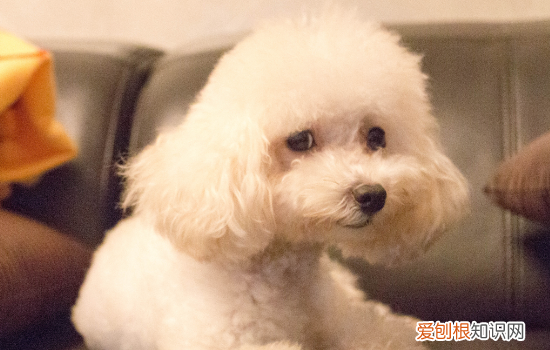 狗狗挑食有哪些表现 狗挑食是什么原因造成的