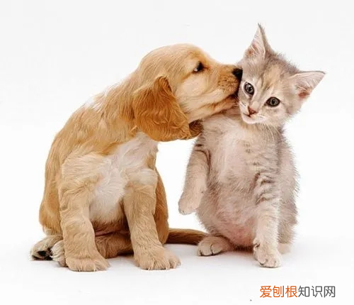 猫咪嘴巴周围黑黑的怎么办 猫嘴巴周围黑是什么原因