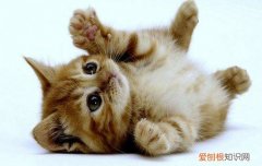 小猫总是发出咕噜咕噜的声音 小猫发出咕噜咕噜的声音原因