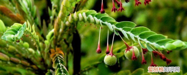 珍珠草的作用与功效 珍珠草泡茶的功效是什么呢