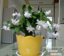 栀子花扦插苗多久会开花 栀子花扦插成活多久可以上盆