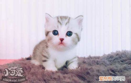 怀孕的猫咪一直叫为啥,怀孕的猫一直叫怎么回事,为什么怀孕的猫一直叫