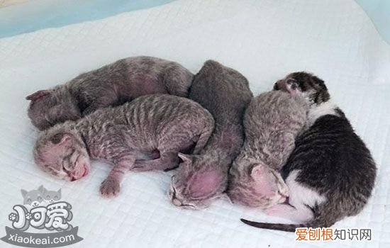 怀孕的猫咪一直叫为啥,怀孕的猫一直叫怎么回事,为什么怀孕的猫一直叫