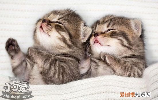 怀孕的猫咪一直叫为啥,怀孕的猫一直叫怎么回事,为什么怀孕的猫一直叫