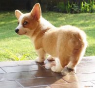 柯基犬真的要断尾吗，柯基断尾的好处，柯基犬断尾好还是不断尾好