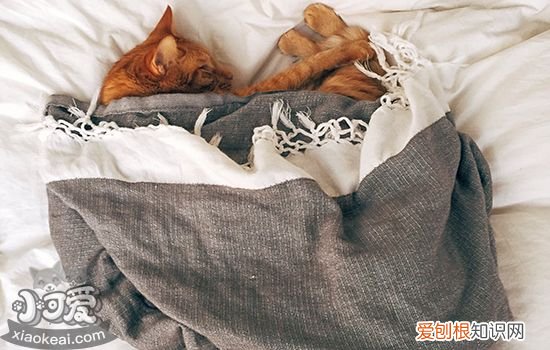 猫咪交配时是什么样子,猫交配时的样子,猫交配是什么状态