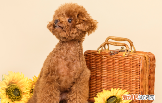 泰迪犬不会过马路怎么办，如何训练泰迪过马路，狗不会过马路怎么办