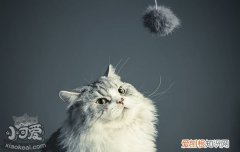 猫咪流产要怎么处理,猫咪流产了怎么办,猫咪流产了怎么护理，猫流产了怎么自行处理