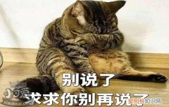 猫咪怀孕一个月的症状,猫怀孕一个月症状,猫怀孕一个月会有什么迹象