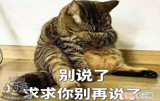 猫咪怀孕一个月的症状,猫怀孕一个月症状,猫怀孕一个月会有什么迹象