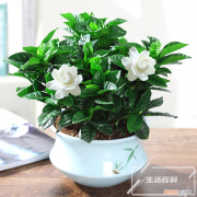 兰花叶尖枯了怎么办 兰花叶尖发黄干枯怎么处理