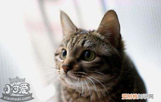 猫咪宫缩多久生第一只,猫宫缩多久会生,猫宫缩后多久生孩子，猫咪第一次宫缩以后多久生