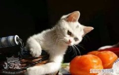 猫下猫娃前有什么预兆,猫生产前的几小时预兆,，猫生产前的征兆会有多长时间