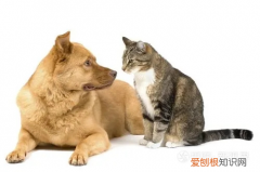 猫把背部拱起来蹭你摸就咬怎么回事 猫把背部拱起来蹭你摸就咬你手