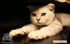 猫流产了怎么办,猫流产了怎么护理,猫流产怎么处理，猫咪流产后怎么护理