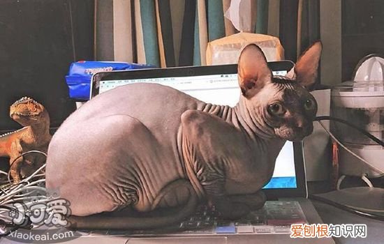 猫流产了怎么办,猫流产了怎么护理,猫流产怎么处理，猫咪流产后怎么护理