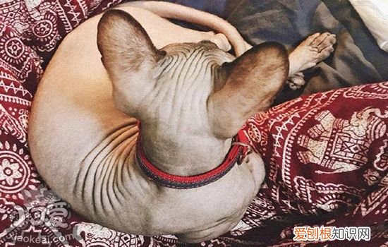 猫66天不生怎么办,猫怀孕66天了还不生,猫怀孕66天了还没生，猫预产期66天了还不生