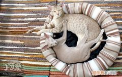 猫66天不生怎么办,猫怀孕66天了还不生,猫怀孕66天了还没生，猫预产期66天了还不生