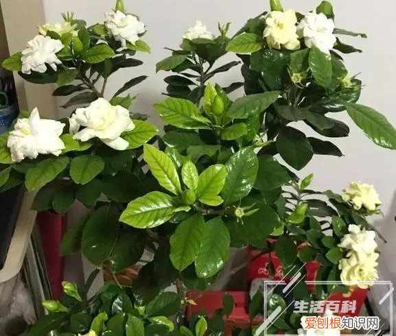 富贵竹没生根叶子黄了怎么回事 富贵竹没生根叶子黄了