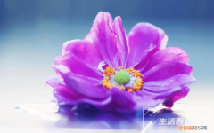 富贵竹没生根叶子黄了怎么回事 富贵竹没生根叶子黄了