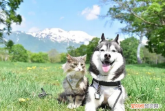 猫能吃鸡骨头吗? 猫能吃鸡骨头吗人家说猫不能吃