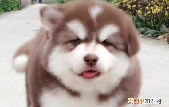 阿拉斯加咬自己 阿拉斯加想咬人的前兆有什么