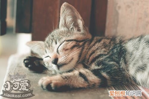 猫咪流产的原因,什么导致猫咪流产,猫咪流产症状是什么，什么原因会导致猫咪流产