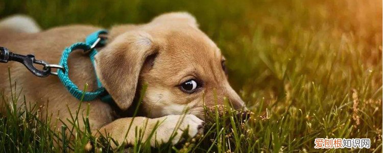 幼犬爱咬人怎么办，训练要有方法，成年狗狗咬人怎么纠正训练