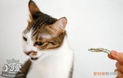 猫发情怎么办,猫一直发情怎么办,猫发情怎么抑制，猫咪发情时怎么办