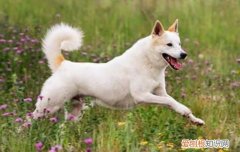 杜高犬需要剪耳吗 杜高犬为什么要剪耳朵的原因