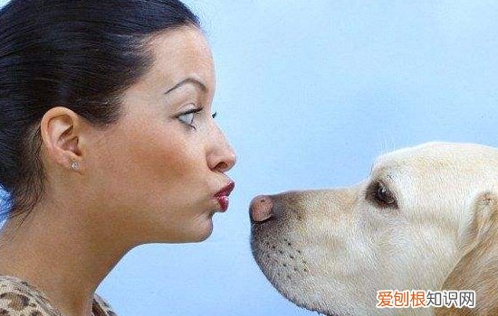 博美犬乱咬东西怎么办，首先要弄清原因，博美犬乱咬东西怎么办,首先要弄清原因是什么